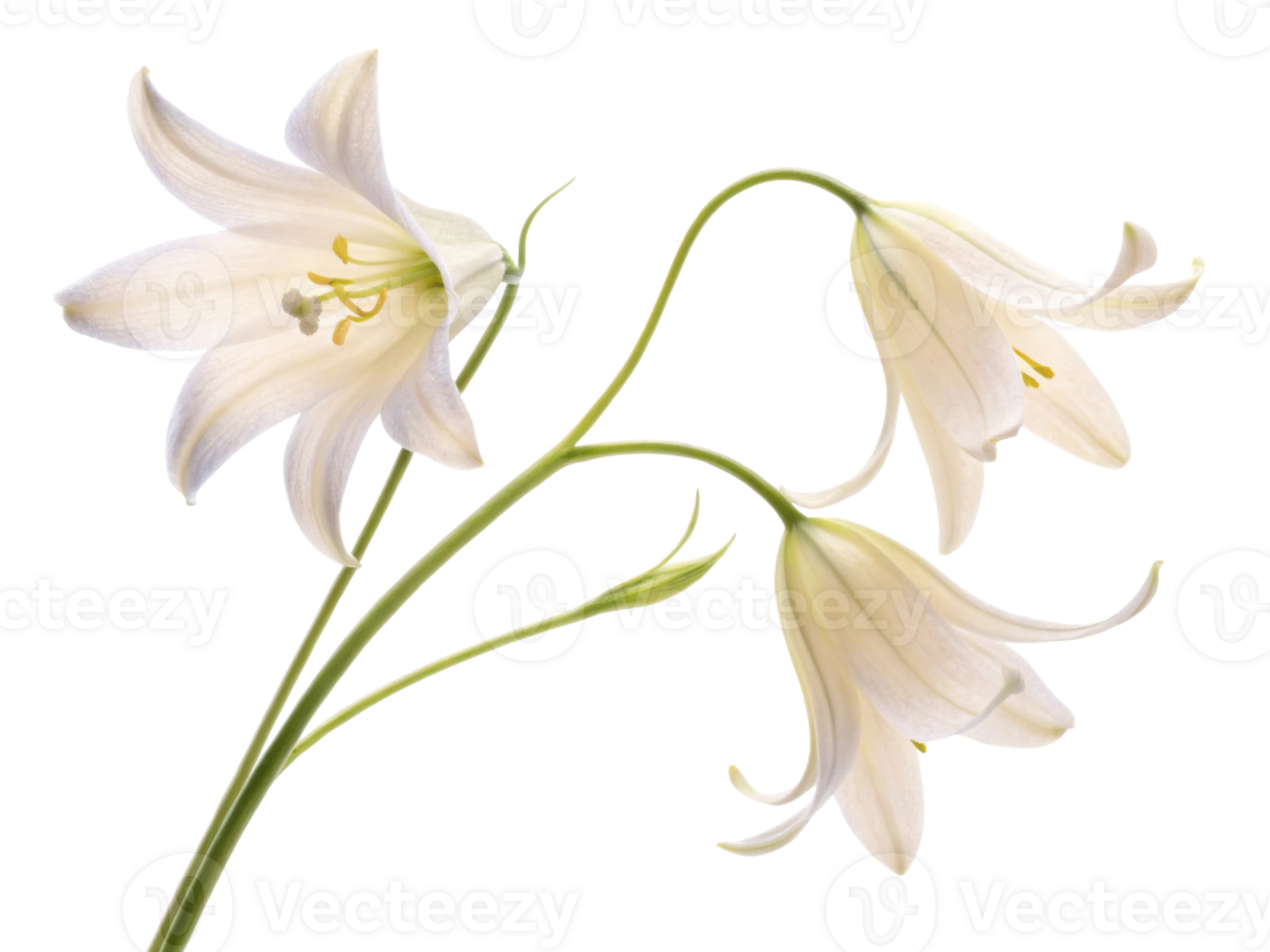 Delicate white flowers bloom gracefully, showcasing their beauty and elegance in nature design png