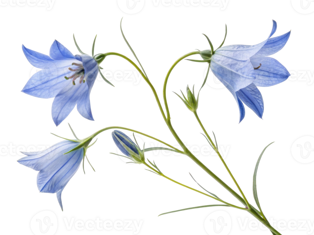 Bluebell flowers bloom gracefully, showcasing their delicate petals and vibrant blue hues, creating serene and enchanting atmosphere png