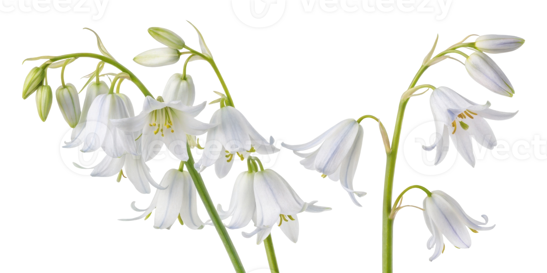 Beautiful white bluebell flowers bloom gracefully, showcasing their delicate petals and vibrant green stems in serene setting png