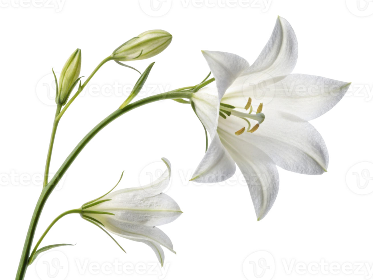 delicate white flower with elegant petals and green stems showcases nature beauty. Its graceful form captivates eye and brings tranquility png
