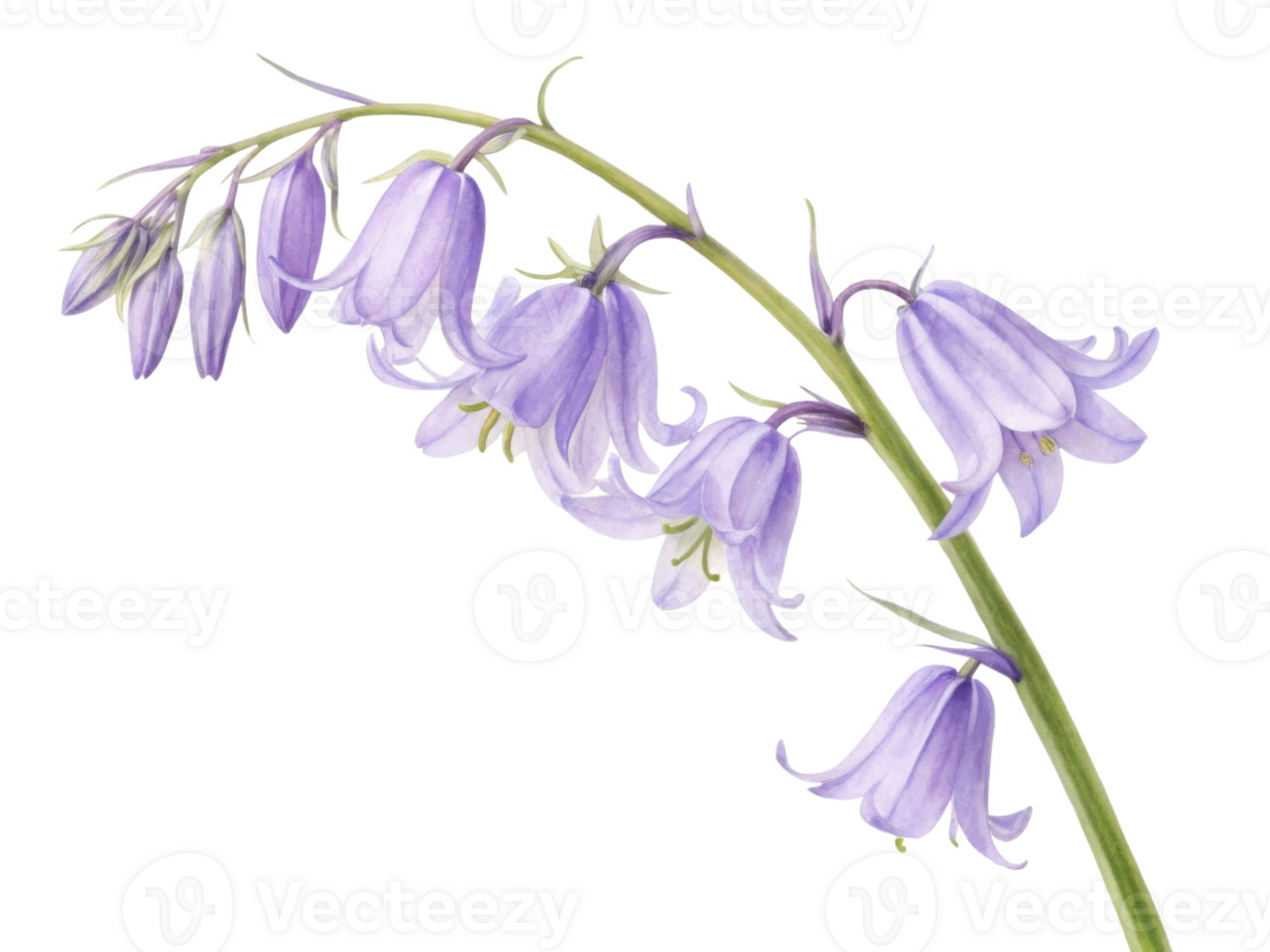 delicate bluebell flower gracefully sways in breeze showcasing its beautiful lavender petals and charming bell shape png