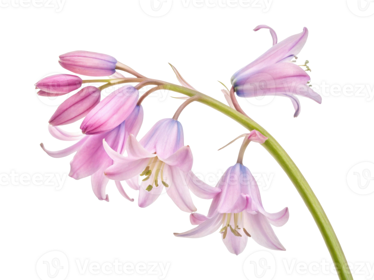 delicate bluebell flower gracefully blooms with soft pink petals, showcasing nature beauty and elegance in serene composition png