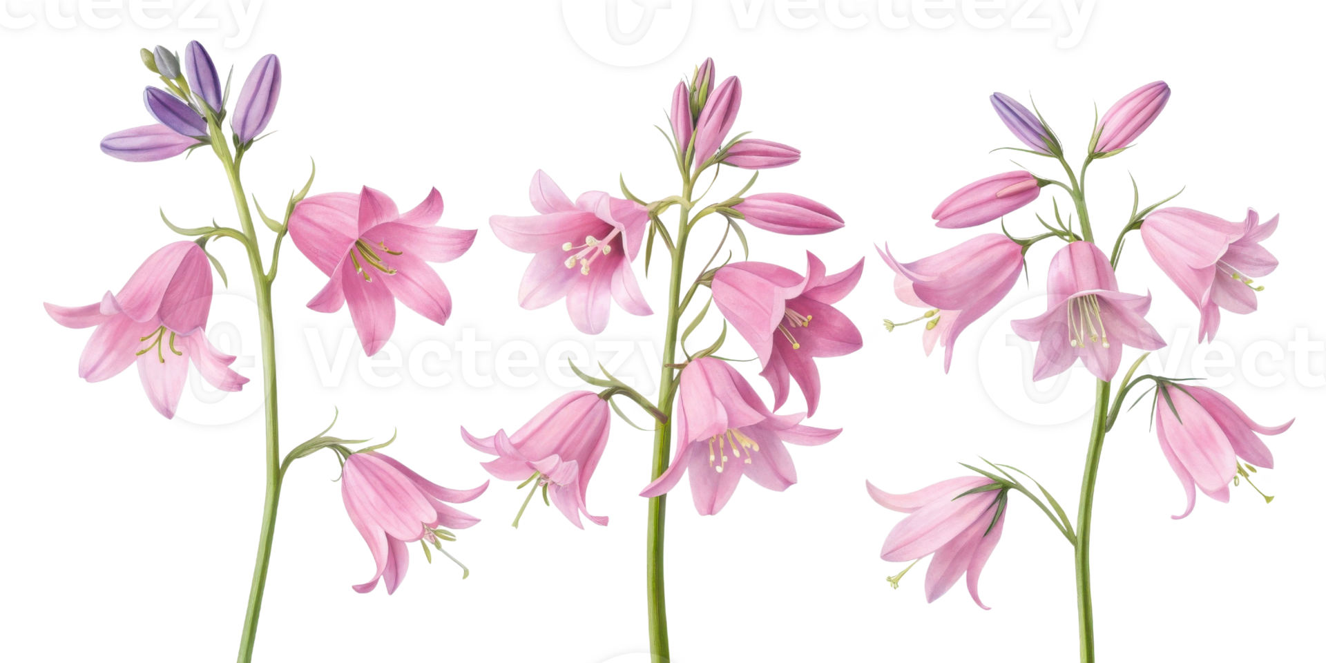 Beautiful pink bluebell flowers bloom gracefully, showcasing their delicate petals and vibrant colors in serene garden setting png