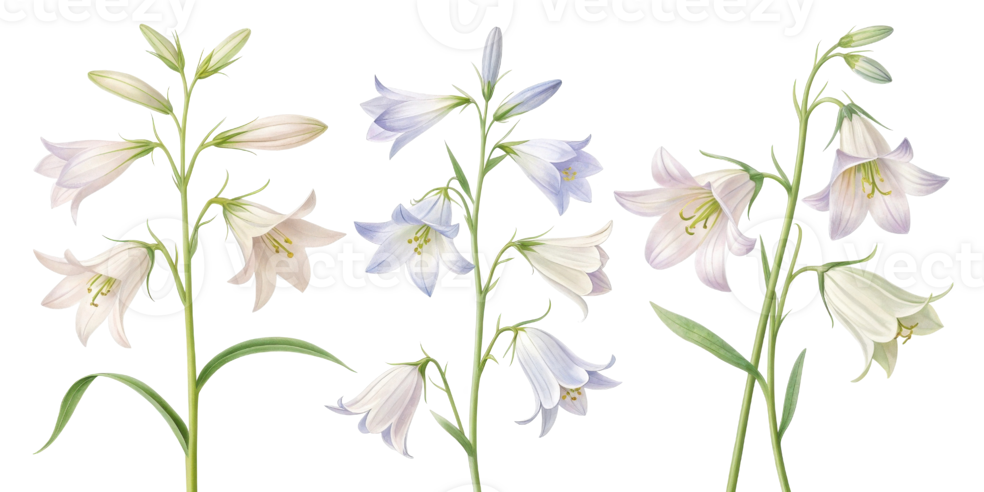 Beautiful bluebell flowers bloom gracefully, showcasing their delicate petals and vibrant colors in serene garden setting png