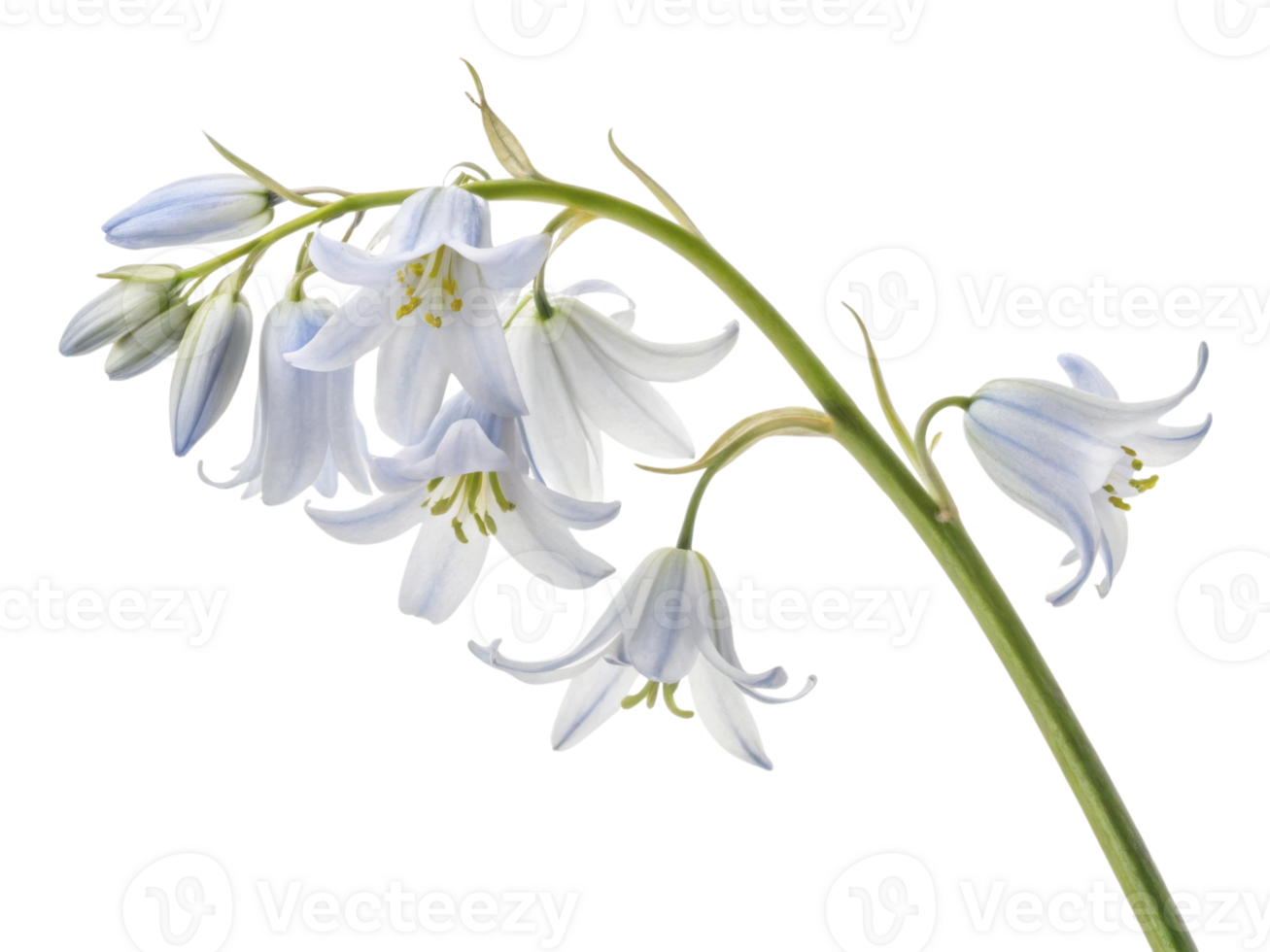 delicate bluebell flower gracefully sways in gentle breeze, showcasing its soft blue petals and charming beauty png