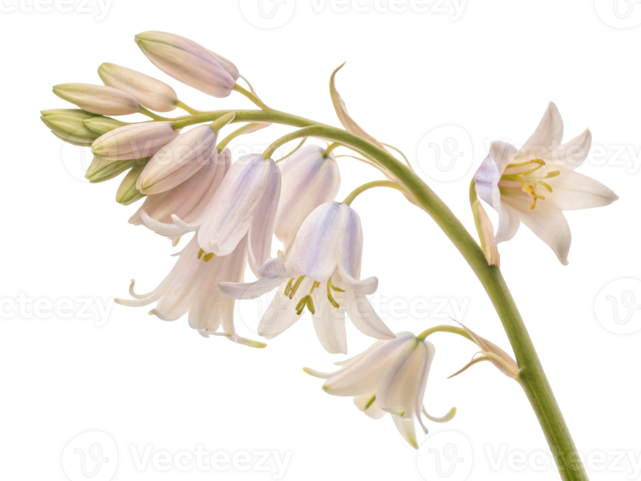 delicate bluebell flower blooms gracefully, showcasing its soft petals and elegant form in serene display of nature beauty png