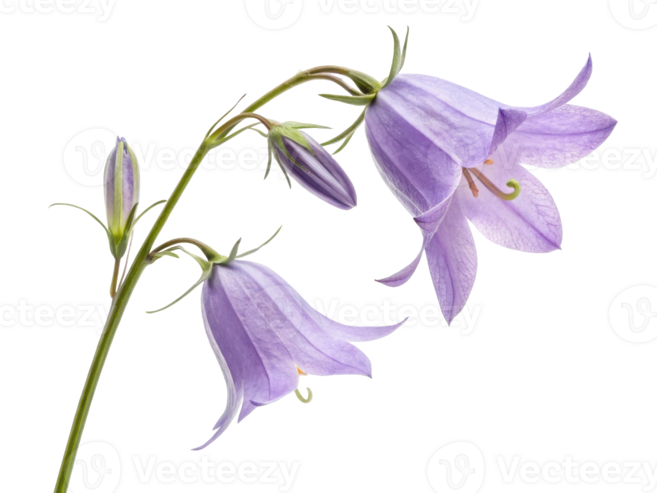 delicate bluebell flower gracefully blooms, showcasing its soft lavender petals and slender green stem, evoking sense of tranquility and beauty png