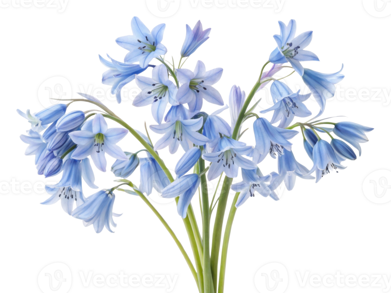 beautiful bouquet of bluebell flowers showcases delicate petals and vibrant colors, perfect for adding charm to any setting png