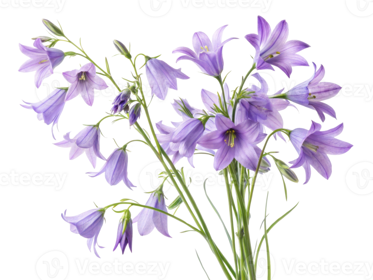 Beautiful bluebell flowers bloom gracefully, showcasing their delicate petals and vibrant colors in stunning display of nature artistry png