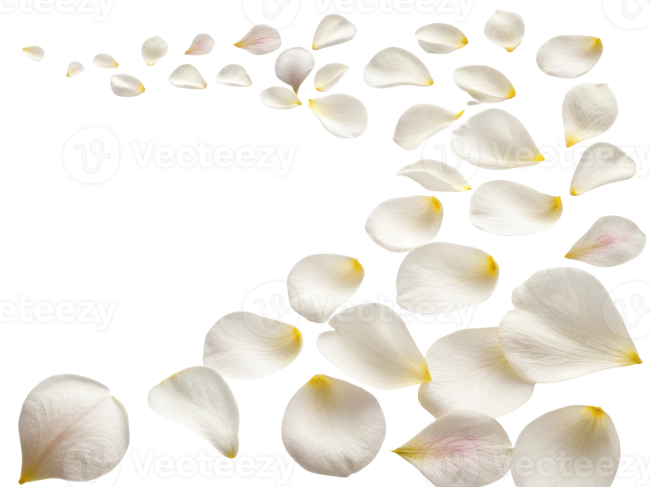 Delicate camellia flower petals gracefully scatter, creating serene and beautiful scene that evokes tranquility and elegance png