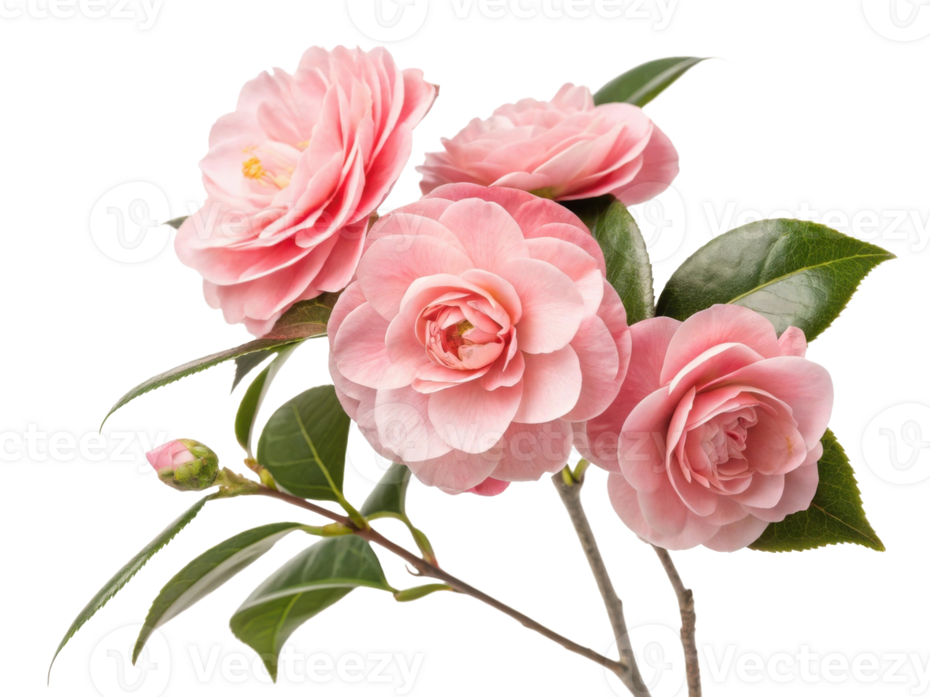 Beautiful camellia flowers bloom gracefully, showcasing their delicate pink petals and lush green leaves, creating serene and joyful atmosphere png