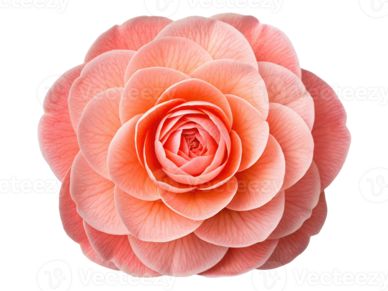 beautiful camellia flower in soft pink hues showcases delicate petals arranged in stunning spiral pattern, radiating elegance and charm png