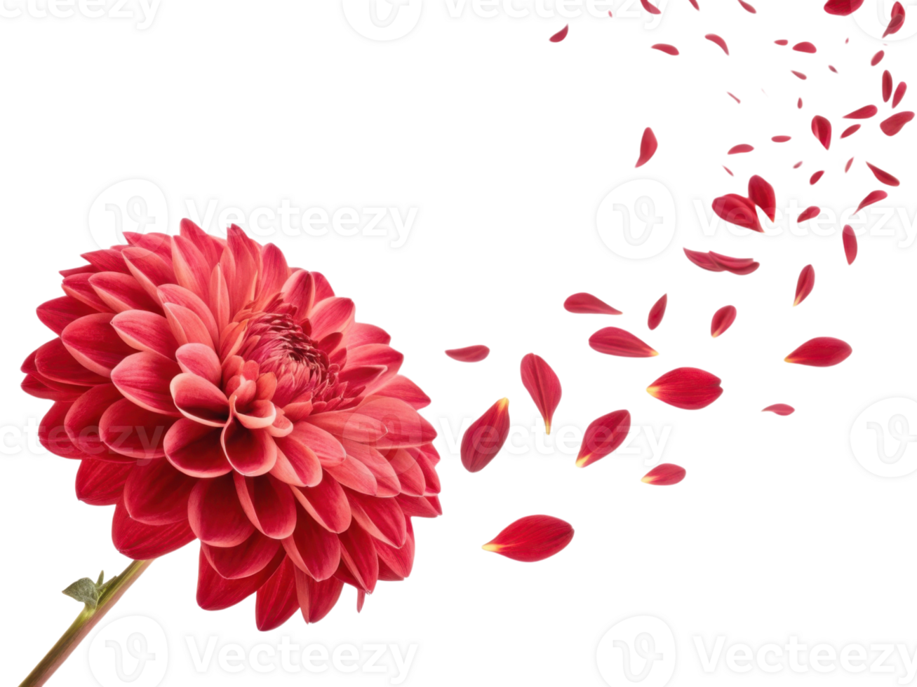vibrant dahlia flower showcases its beauty as petals gracefully fall, creating serene and enchanting atmosphere png