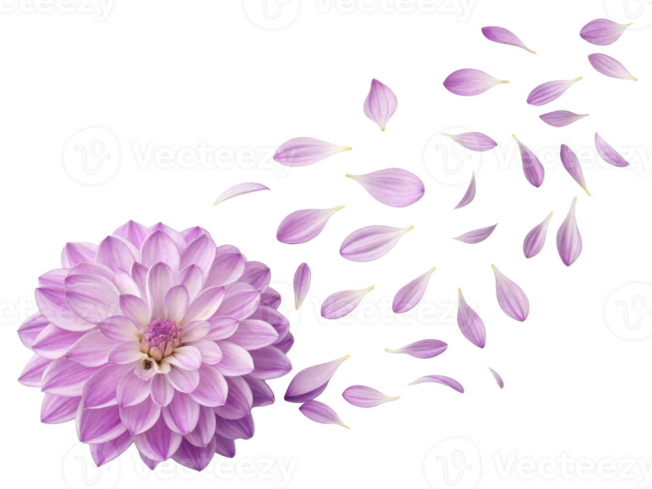 beautiful dahlia flower with delicate petals gracefully falling, creating serene and enchanting atmosphere png