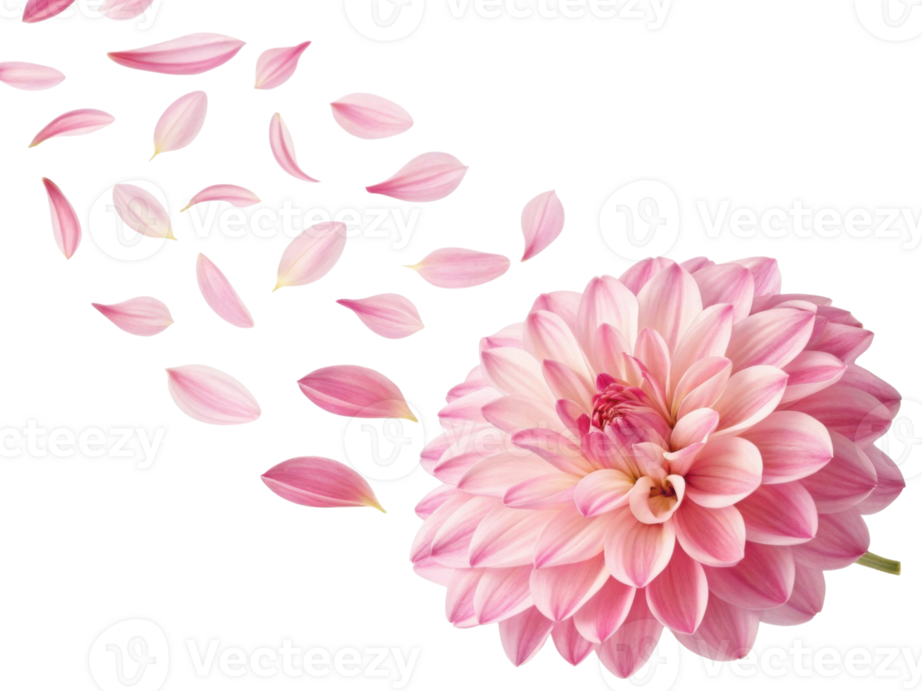 beautiful dahlia flower with soft pink petals gracefully sheds its delicate petals, creating serene and enchanting atmosphere png