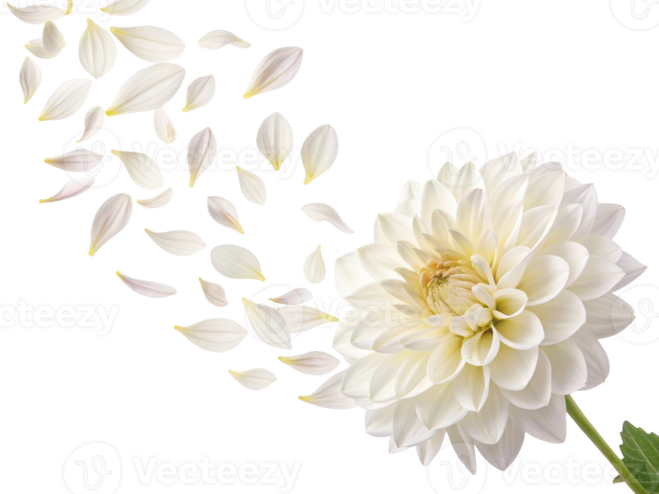 beautiful dahlia flower with delicate petals drifting away creates serene and enchanting scene png