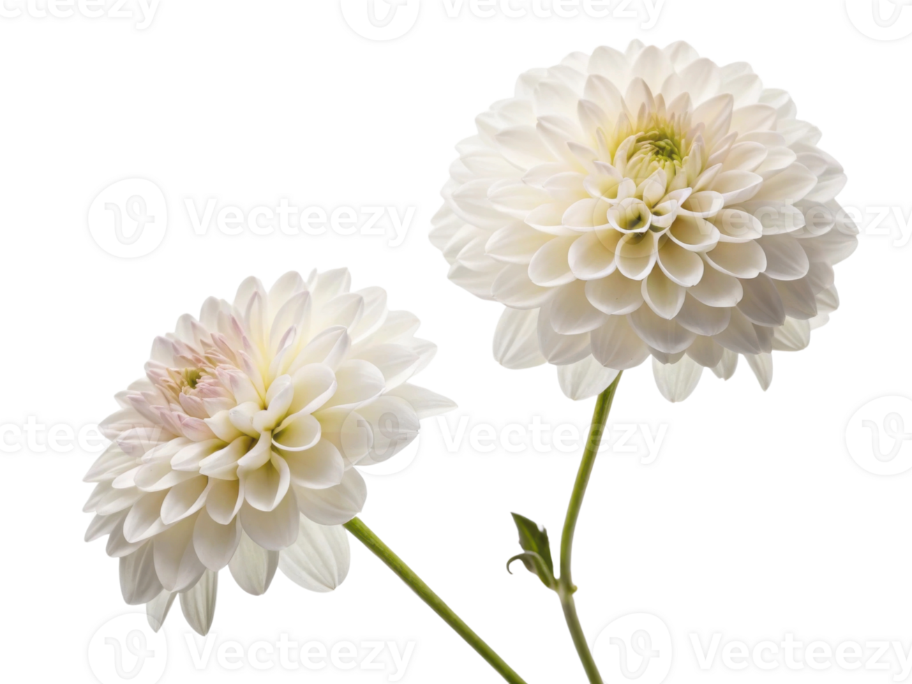 Beautiful dahlia flowers bloom gracefully, showcasing their delicate petals and vibrant charm in serene display of nature artistry png