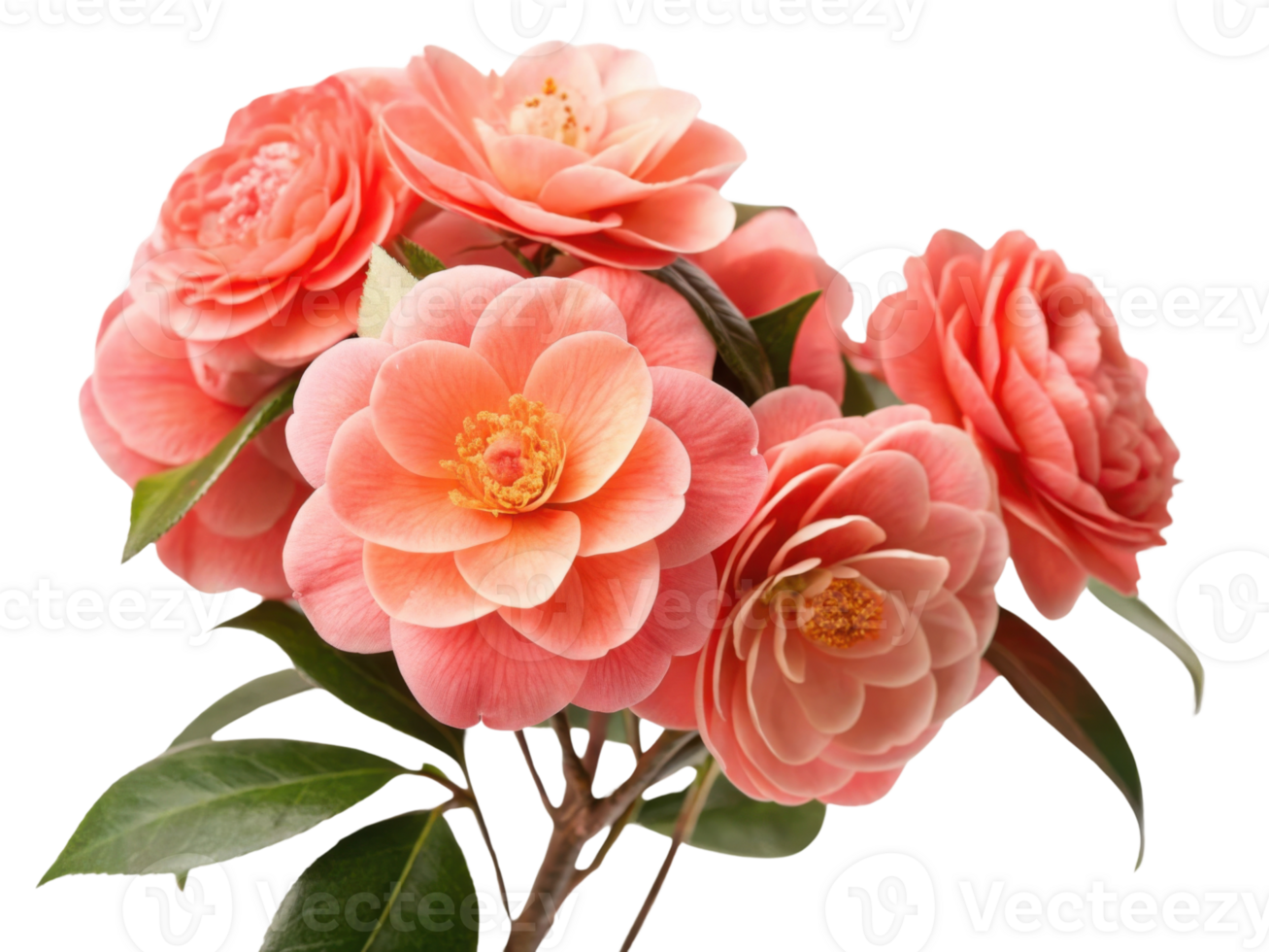 Beautiful camellia flowers bloom in soft shades of pink, showcasing their delicate petals and vibrant beauty png