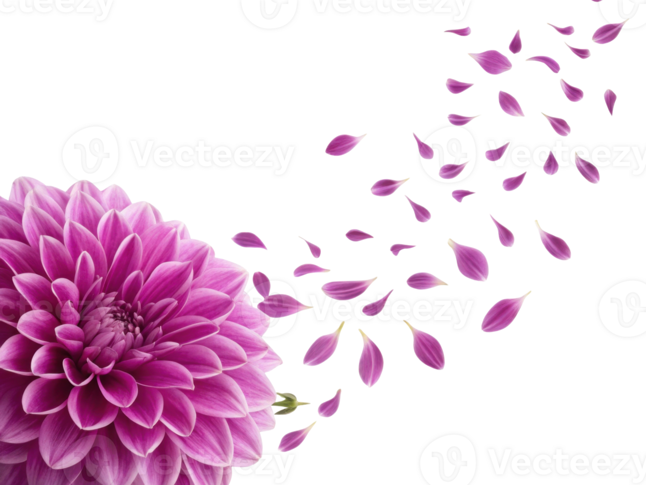 stunning dahlia flower with vibrant pink petals gracefully sheds its delicate petals, creating beautiful and serene atmosphere png