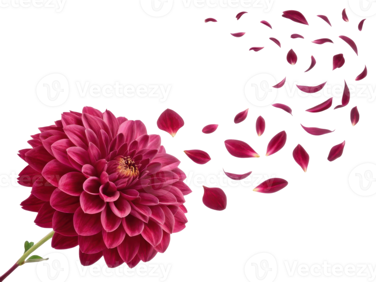 vibrant dahlia flower showcases its rich color and beauty as petals gracefully drift away, creating serene and enchanting scene png