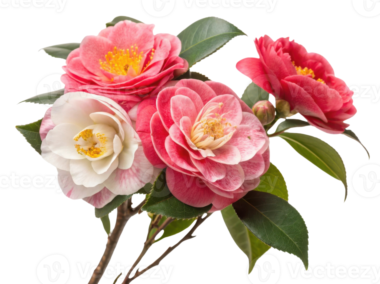 Beautiful camellia flowers vibrant pink and white hues showcase their delicate petals and lush green leaves, creating stunning floral arrangement png