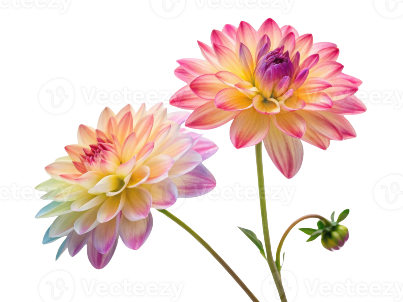 Beautiful dahlia flowers bloom in vibrant colors showcasing their delicate petals and intricate details png