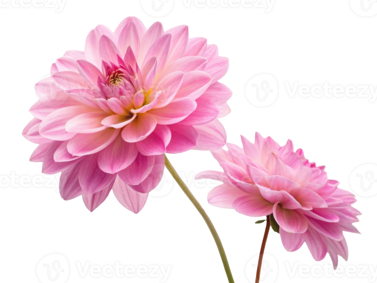Beautiful dahlia flowers bloom in soft pink hues showcasing their delicate petals and vibrant charm png