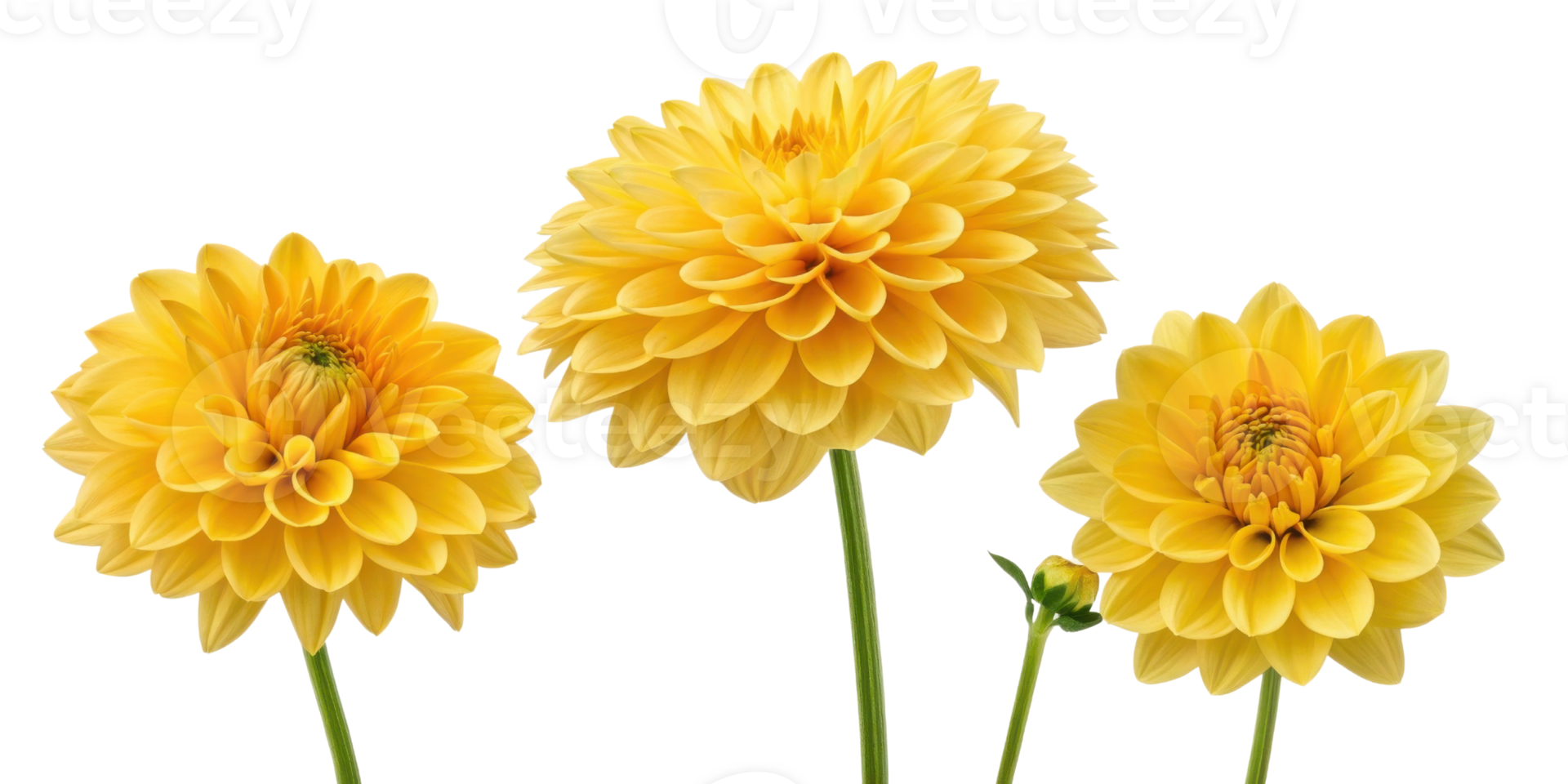 Bright and cheerful dahlia flowers bloom in vibrant yellow hues showcasing their intricate petals and beauty in nature png