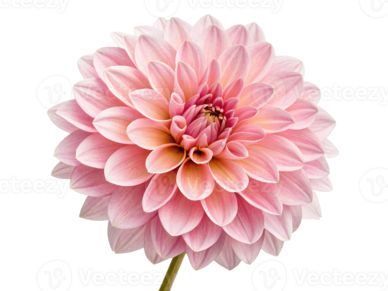 stunning dahlia flower showcases delicate pink petals radiating beauty and elegance, perfect for any floral arrangement or garden png