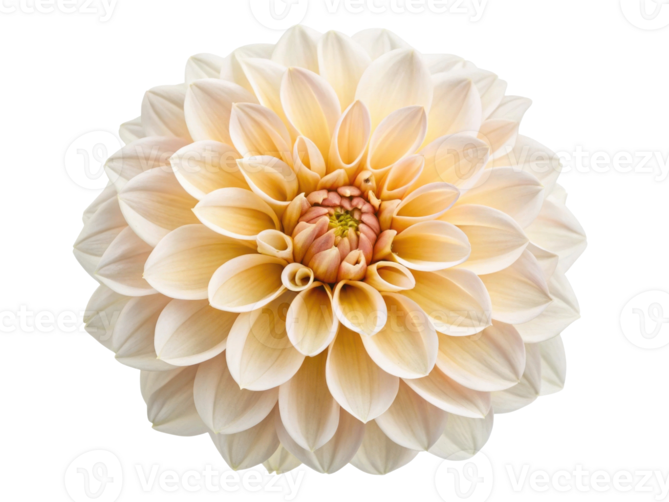 stunning dahlia flower showcases delicate petals in soft hues, radiating beauty and elegance in nature design png