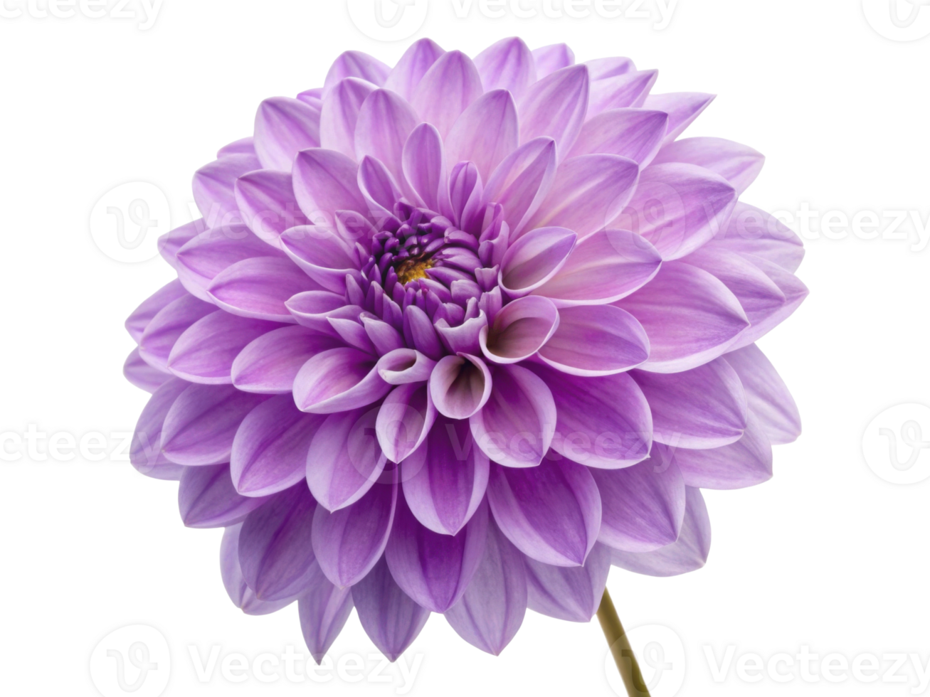 stunning dahlia flower showcases vibrant purple petals radiating beauty and elegance, perfect for any floral arrangement or garden png