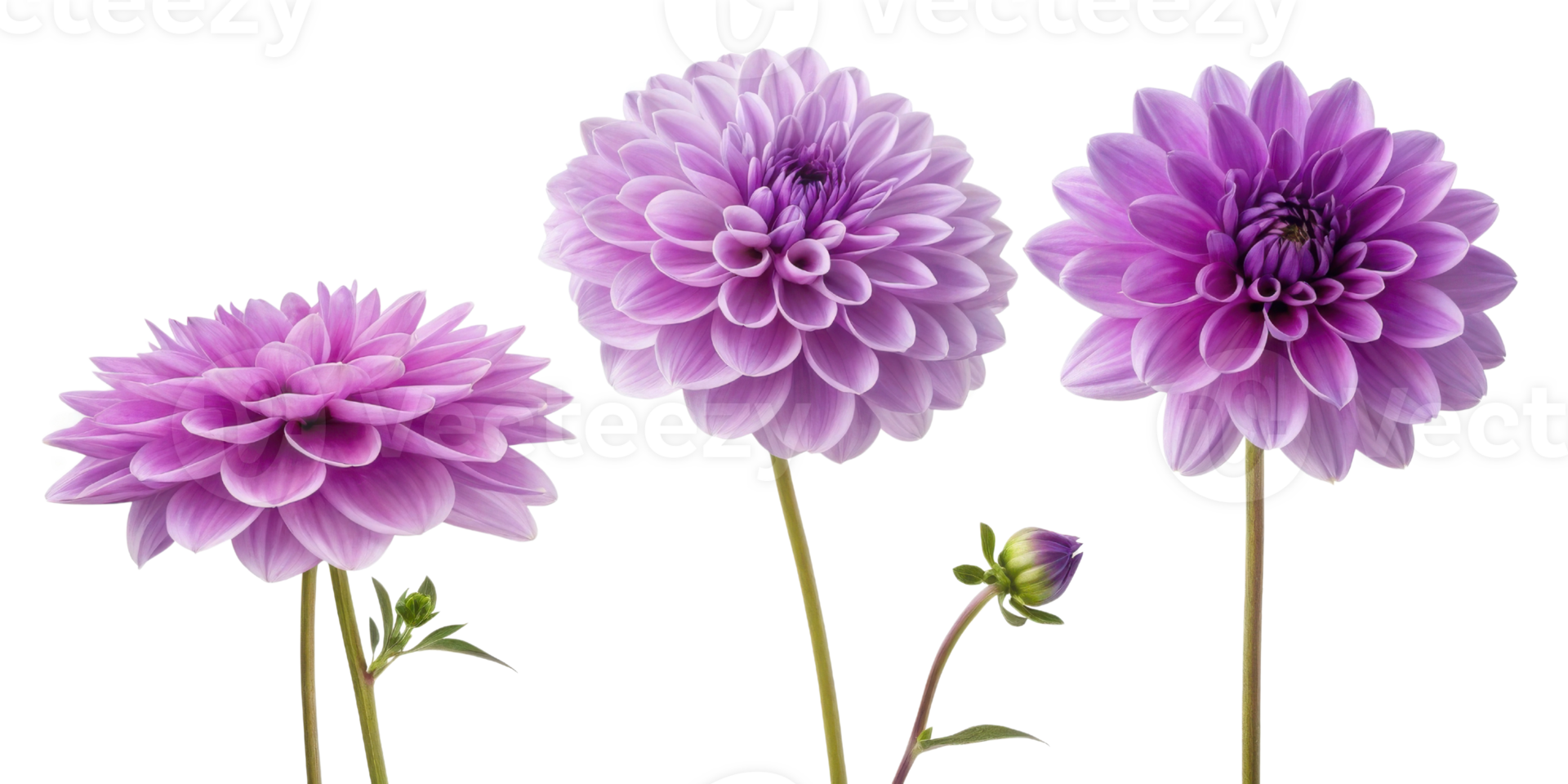 Beautiful dahlia flowers bloom in vibrant shades of purple, showcasing their intricate petals and delicate beauty png