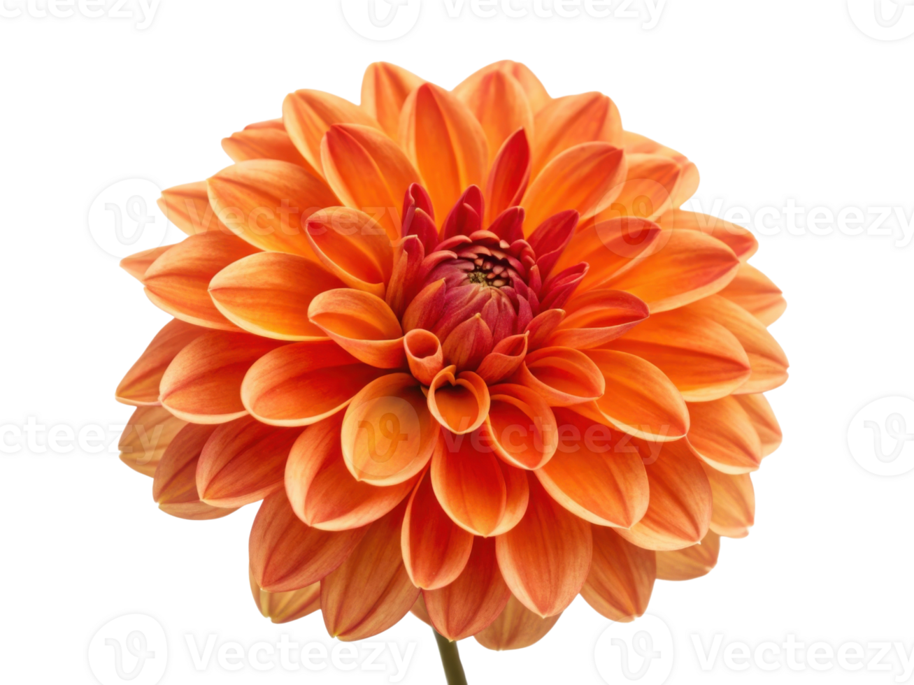 vibrant dahlia flower showcases stunning orange petals that radiate warmth and beauty, perfect for brightening any space png