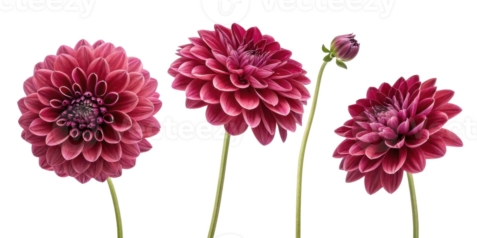 Beautiful dahlia flowers in vibrant shades of pink showcase their intricate petals and elegance, perfect for any floral arrangement png