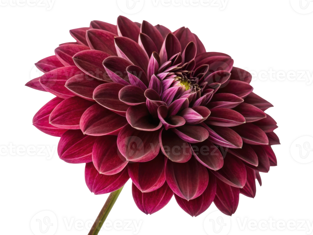 stunning dahlia flower showcases rich burgundy petals that create captivating visual display, perfect for any floral arrangement png