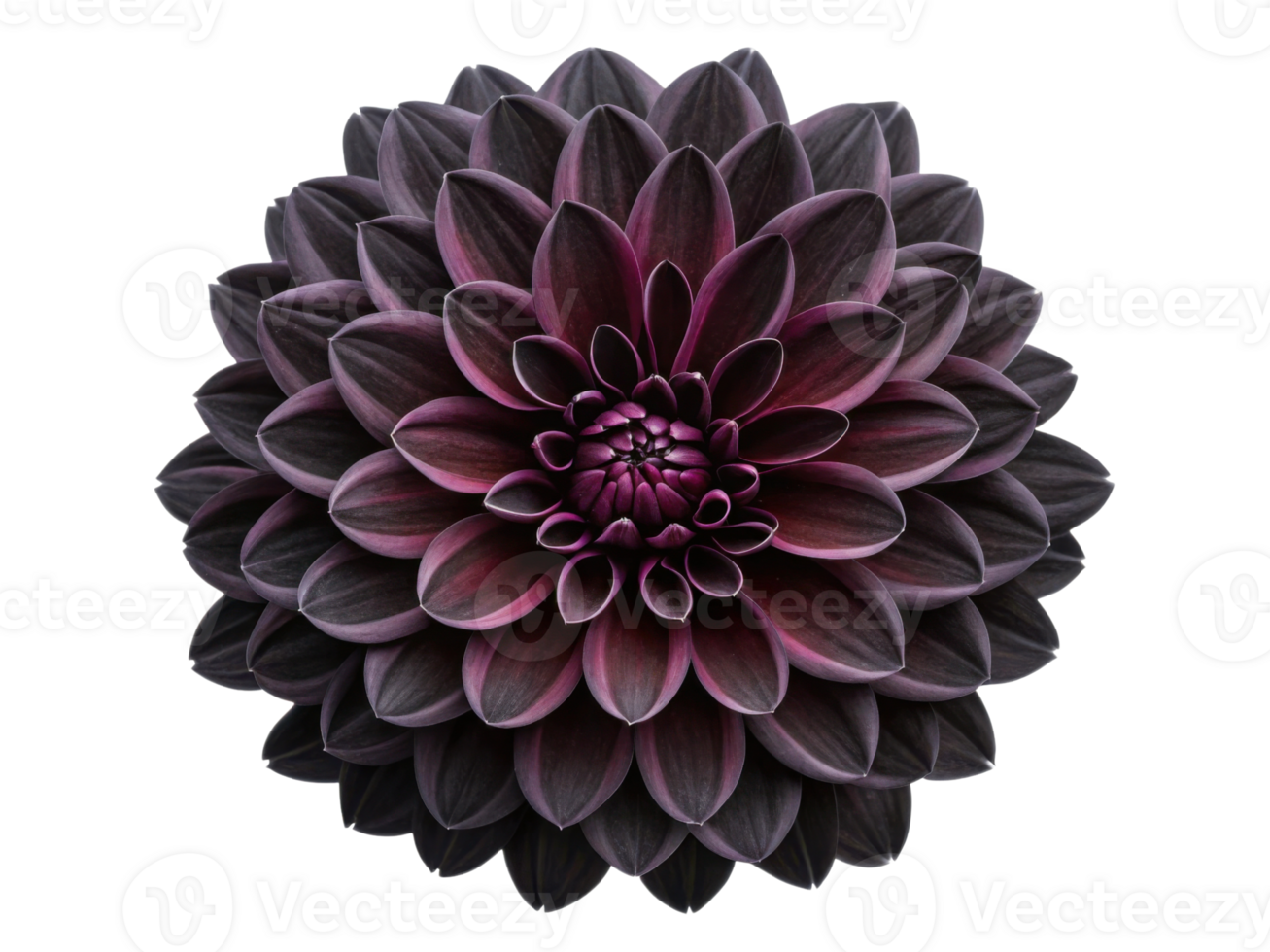 stunning dahlia flower showcases deep purple hues and intricate petal arrangements, creating captivating visual experience png