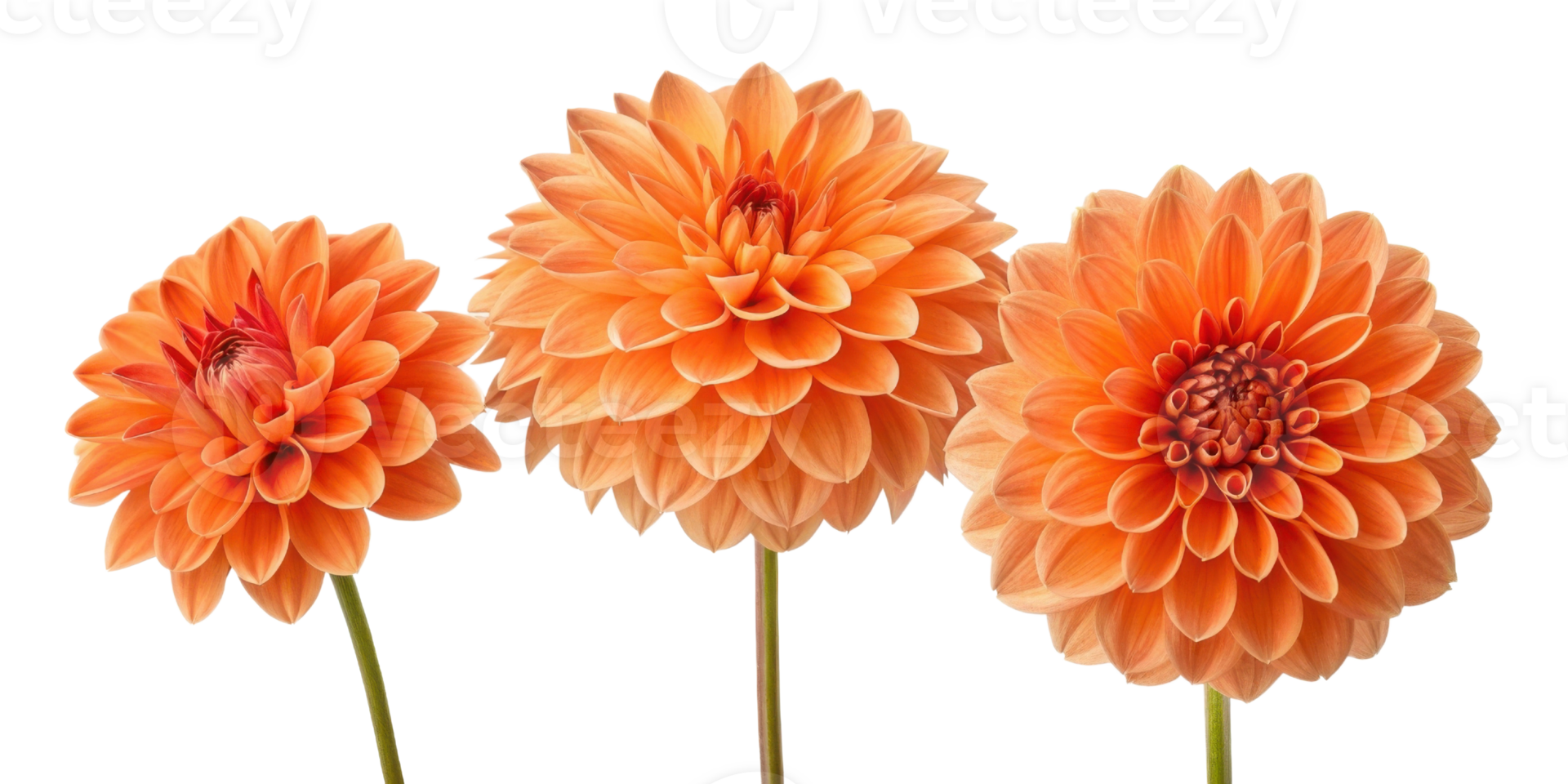 Beautiful dahlia flowers bloom in vibrant orange hues showcasing their intricate petals and natural elegance png