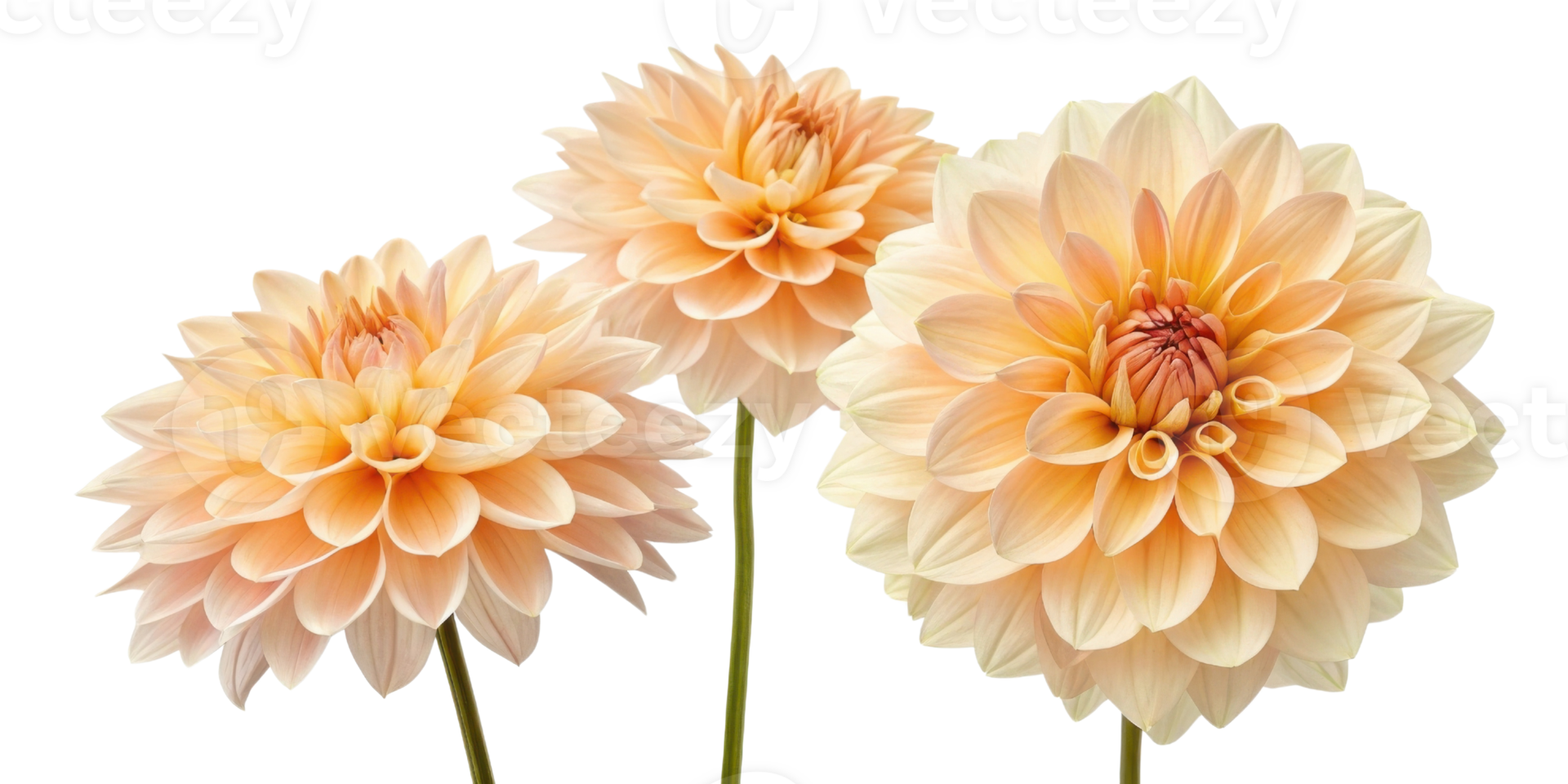 Beautiful dahlia flowers bloom gracefully, showcasing their delicate petals and vibrant colors, perfect for any garden or floral arrangement png