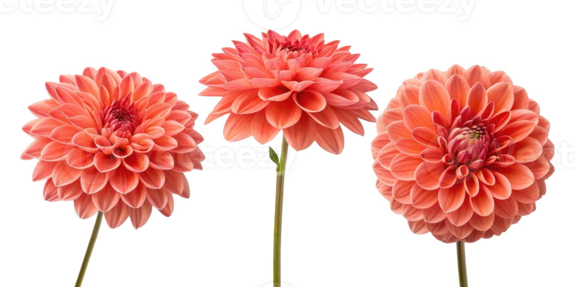 Beautiful dahlia flowers bloom in vibrant shades of coral, showcasing their intricate petals and adding elegance to any setting png