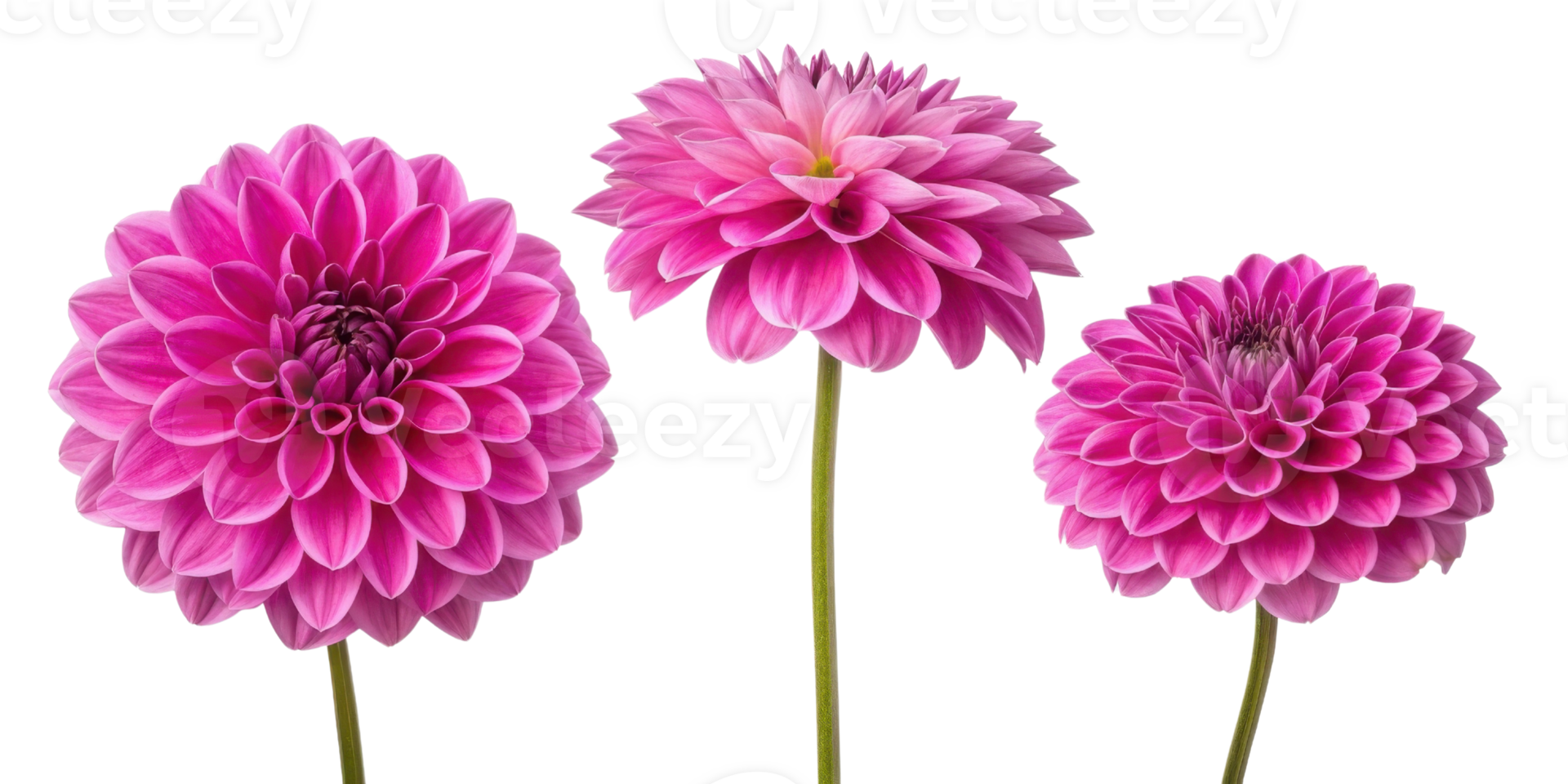 Beautiful dahlia flowers bloom in vibrant pink hues showcasing their intricate petals and elegance png