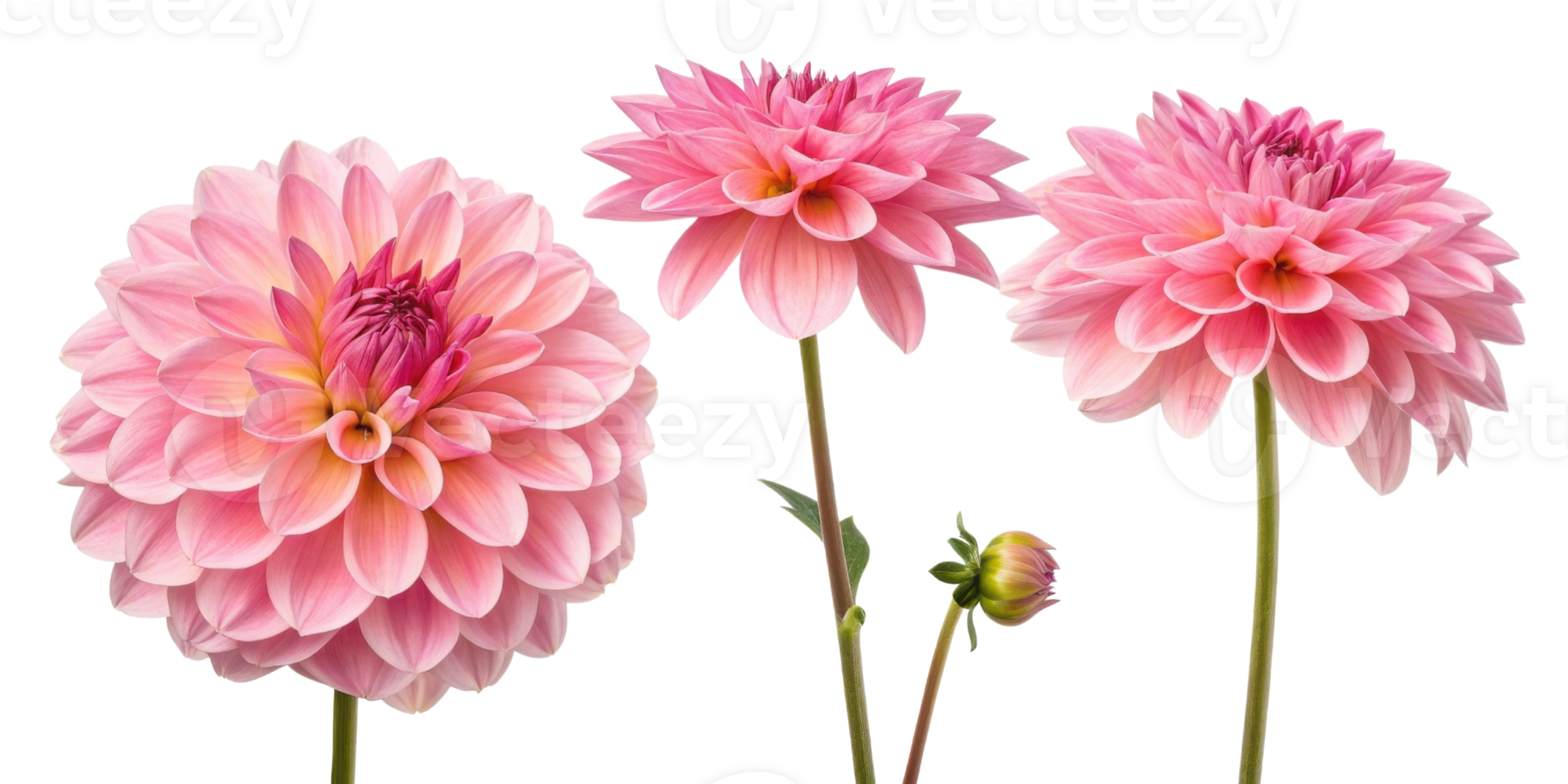 Beautiful dahlia flowers bloom in soft pink hues showcasing their intricate petals and vibrant charm png