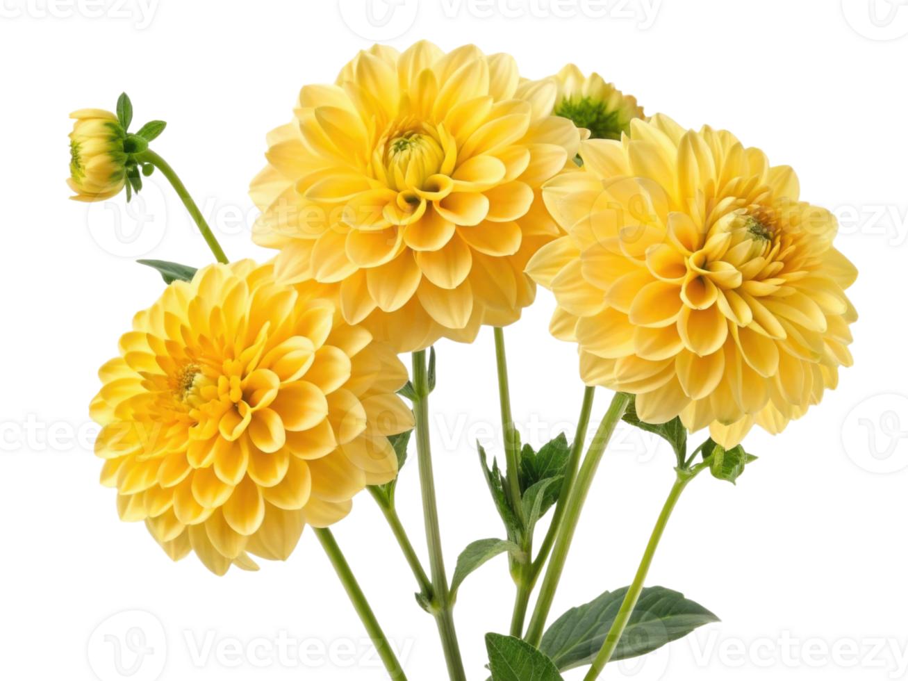Bright and cheerful dahlia flowers bloom in vibrant yellow hues, showcasing their intricate petals and lush green leaves png