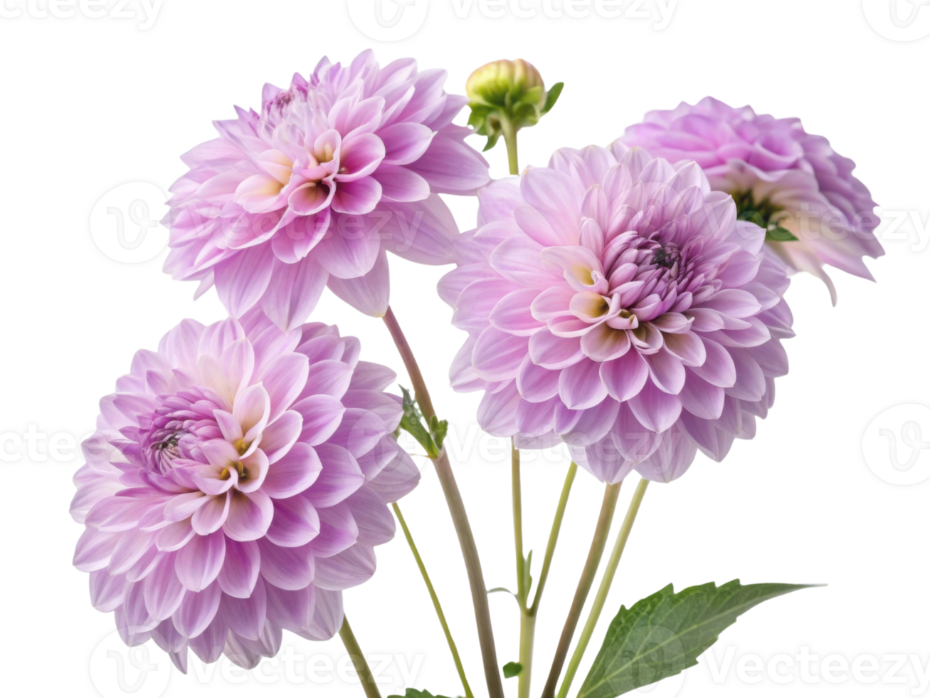 Beautiful dahlia flowers bloom gracefully, showcasing their delicate petals and vibrant colors, creating stunning floral display png