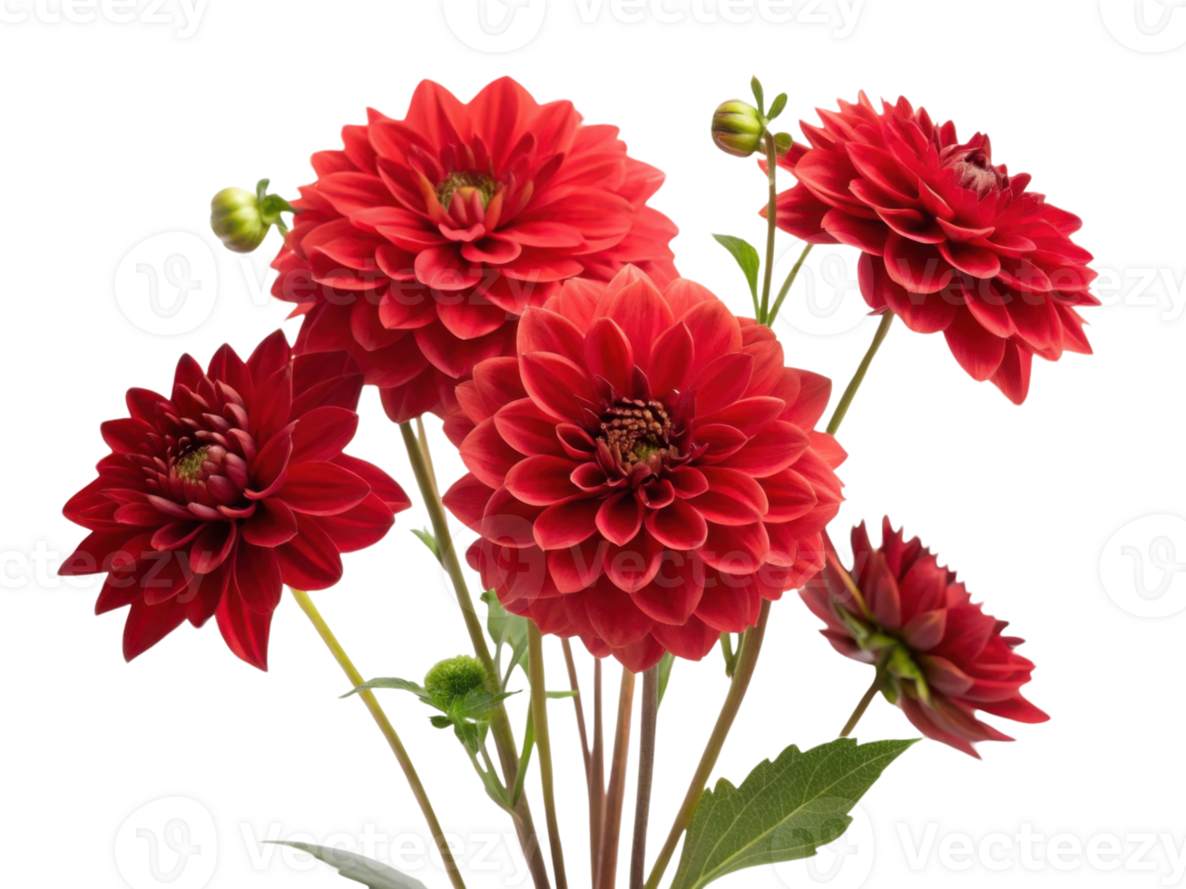 Beautiful red dahlias bloom gracefully, showcasing their vibrant petals and lush green leaves, creating stunning floral display png