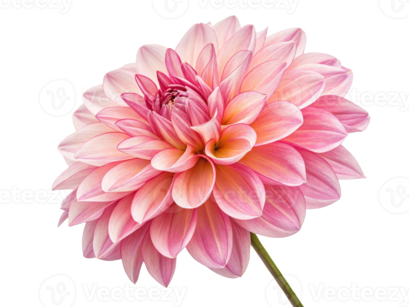 stunning dahlia flower showcases delicate pink petals that radiate beauty and elegance, perfect for any floral arrangement png
