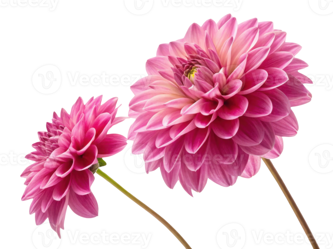 Beautiful dahlia flowers bloom in vibrant pink hues showcasing their intricate petals and delicate charm png