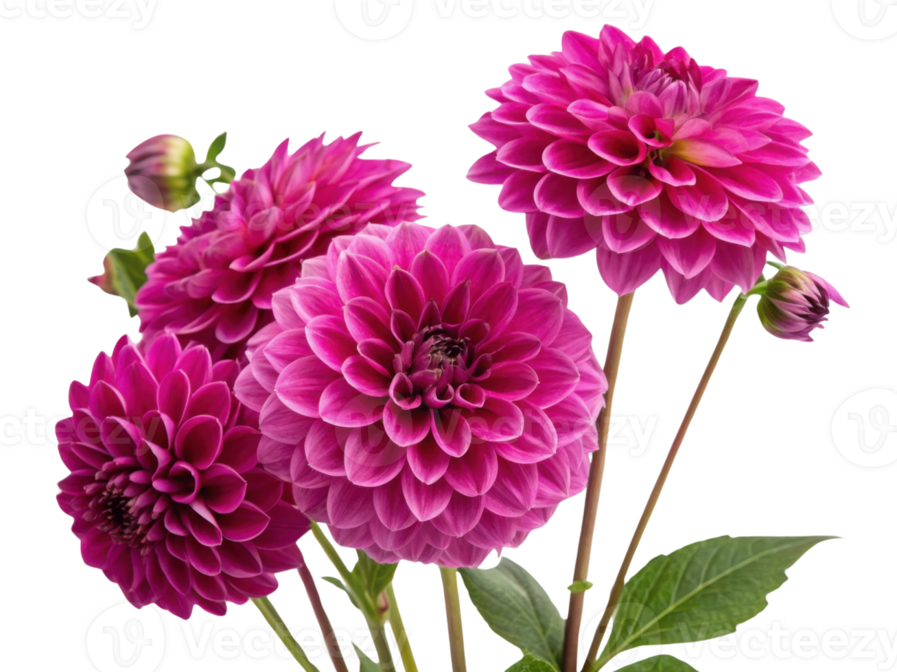 Beautiful dahlia flowers bloom in vibrant pink hues showcasing their intricate petals and adding touch of elegance to any garden png
