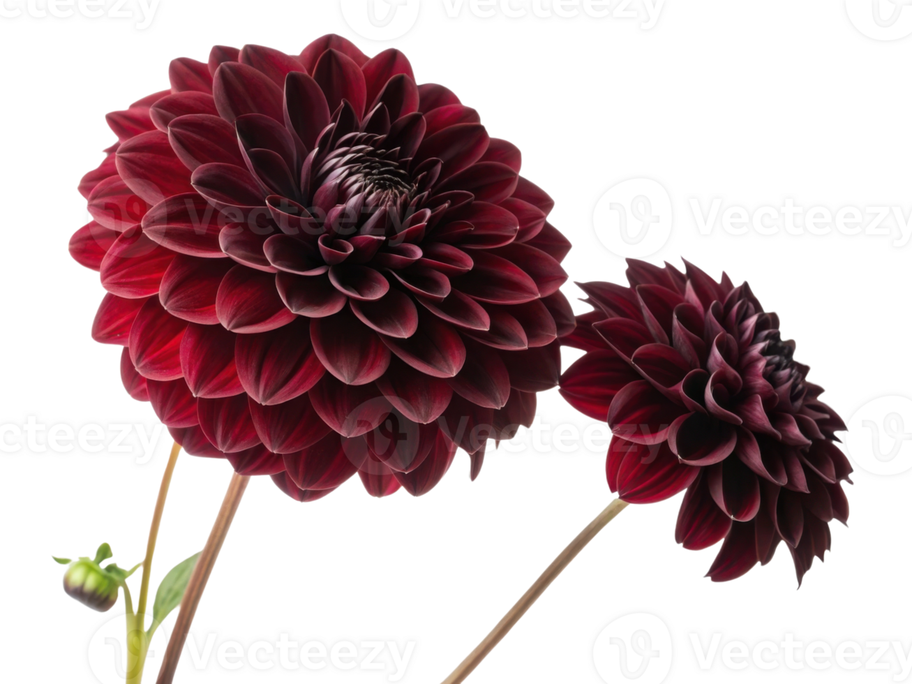 Beautiful dahlia flowers bloom in rich red hues showcasing their intricate petals and vibrant colors, perfect for any floral arrangement png