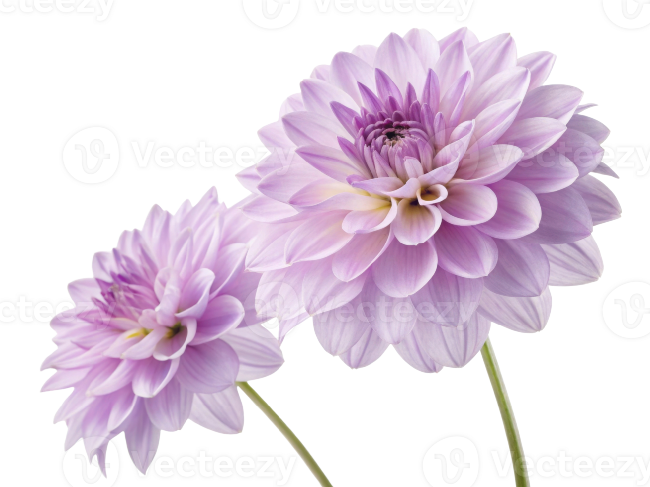 Beautiful dahlia flowers bloom gracefully showcasing their delicate petals in soft lavender hues. Their elegance brings joy to any garden png