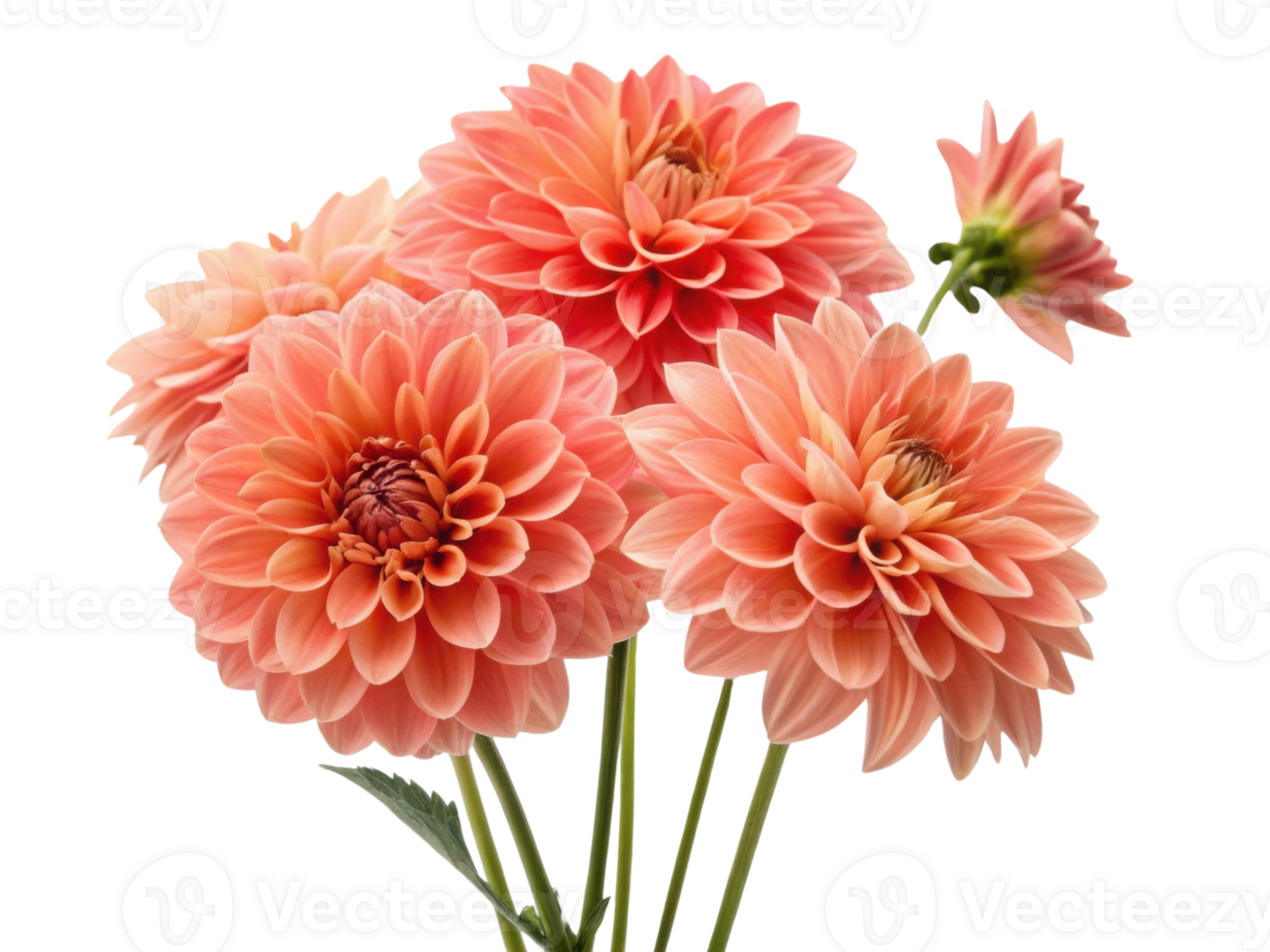 Beautiful dahlia flowers bloom in vibrant shades, showcasing their intricate petals and adding touch of elegance to any setting png